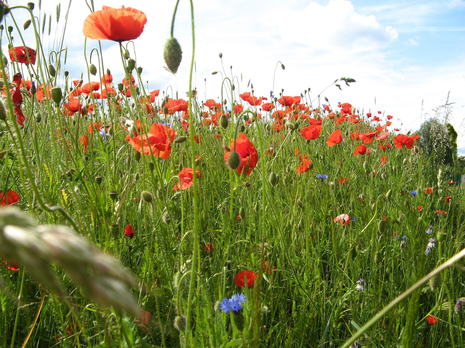 Blumenwiese