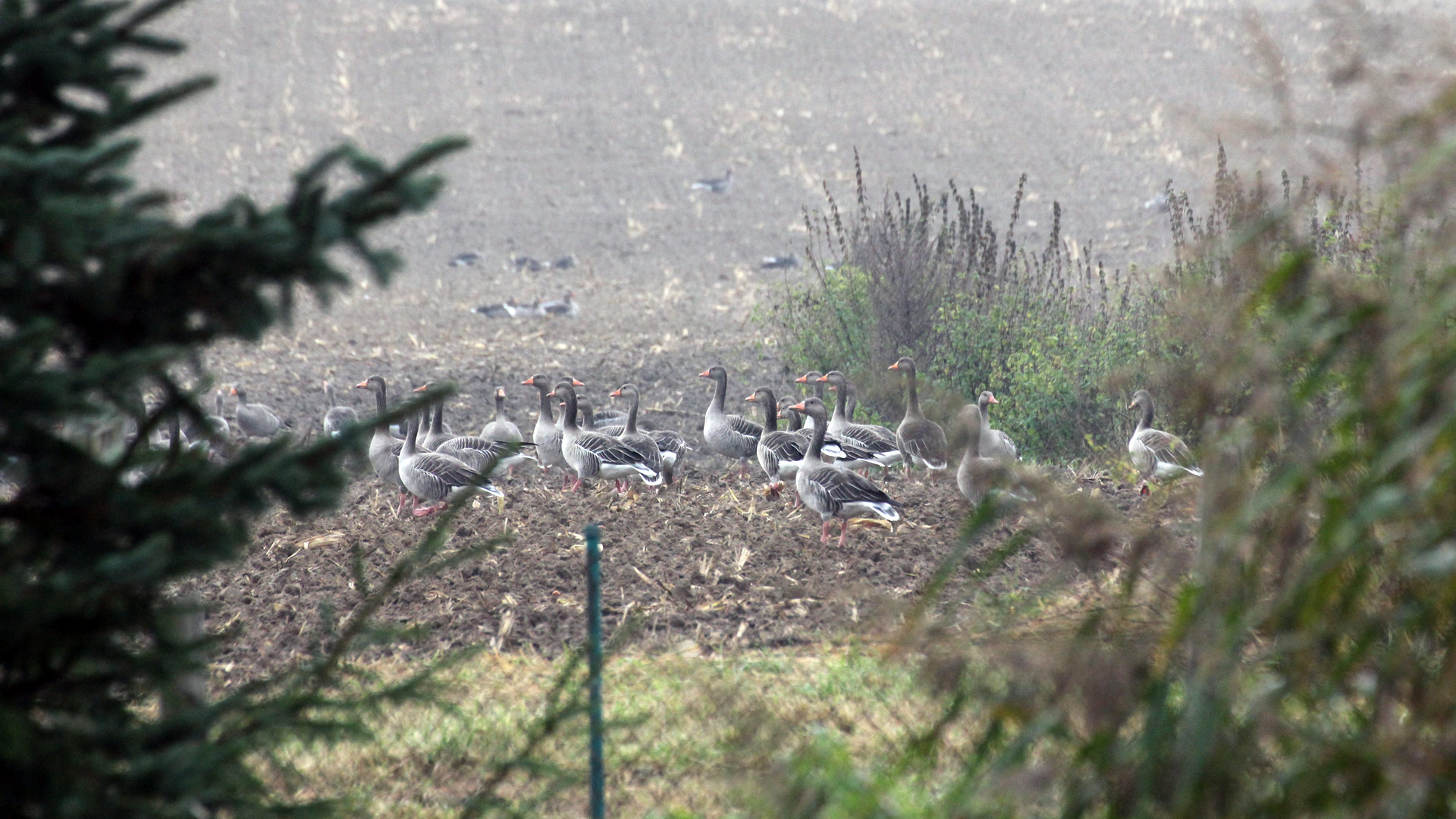 Wildgänse auf dem Hinterhof